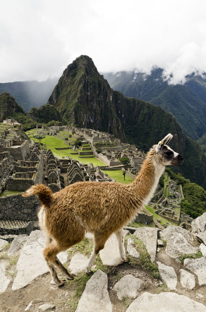 Lama in front of Machu Picchu citadel
