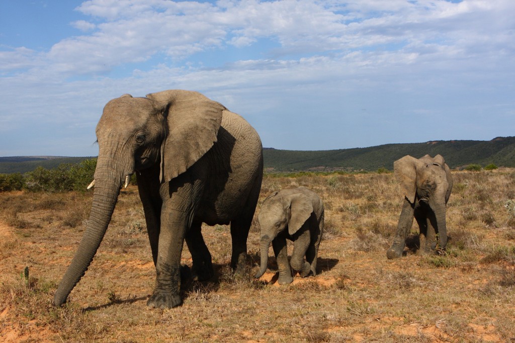 wild elephants at Shamwari Game Reserve in Port Elizabeth, South Africa