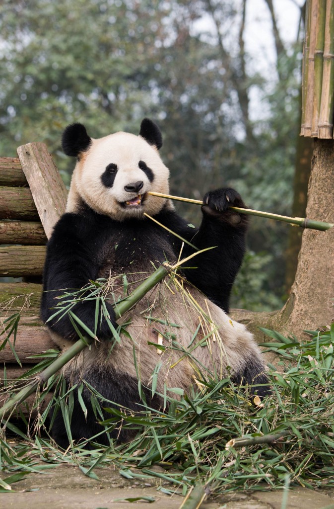giant panda at the Bifengxia Panda Reserve in China.