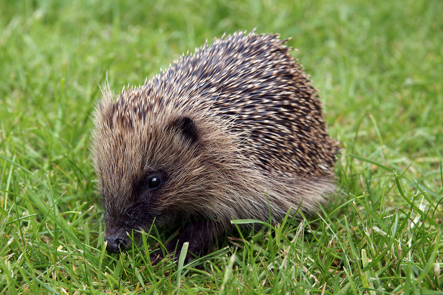 Hedgehog Awareness Week