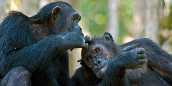 Chimpanzees in Mahale