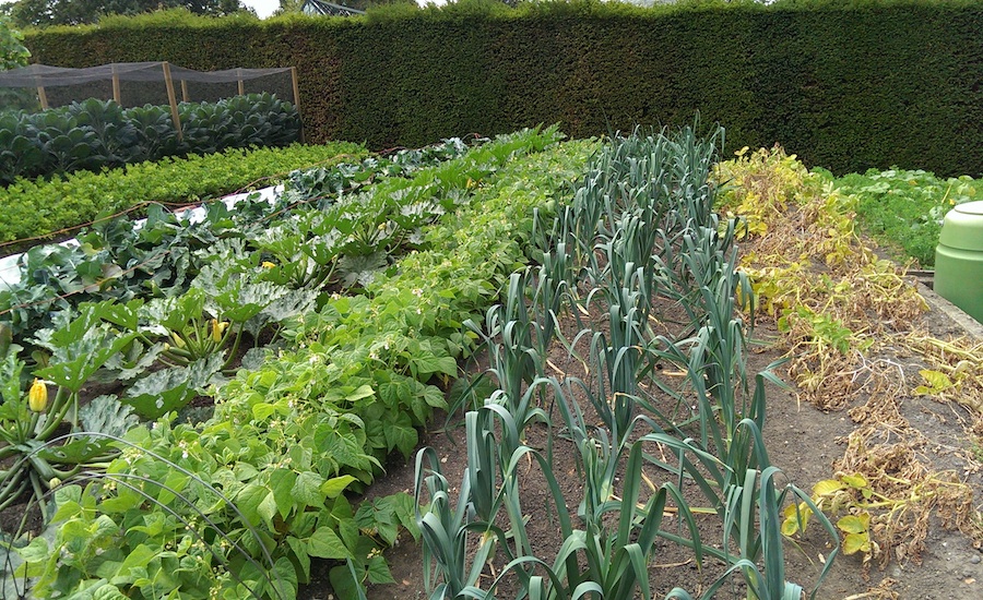 Veg at Wisley, Courgette, French beans, Leeks and Potatoes ready for digging up.