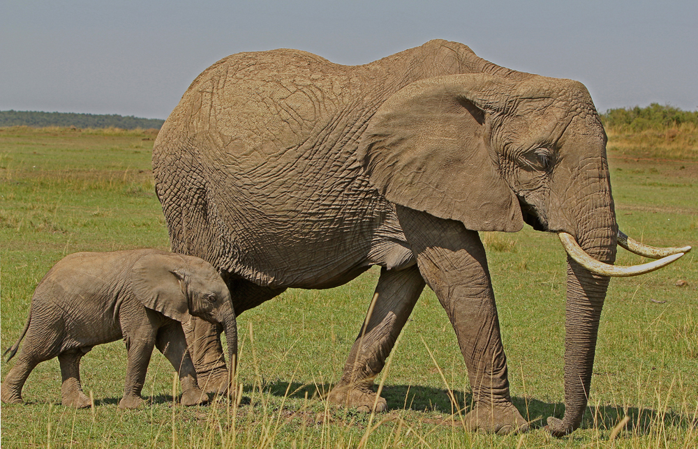 African Elephants