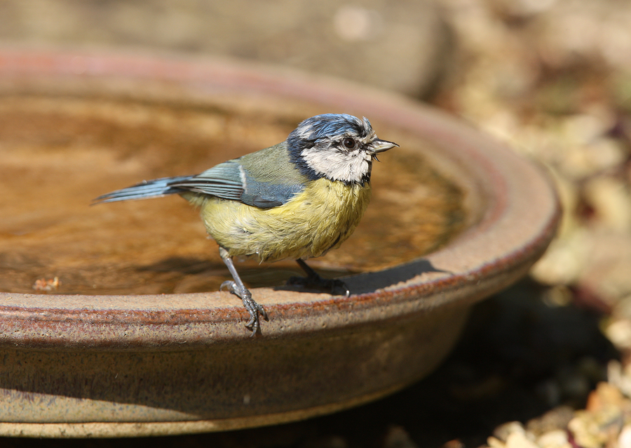 Blue Tit bathing