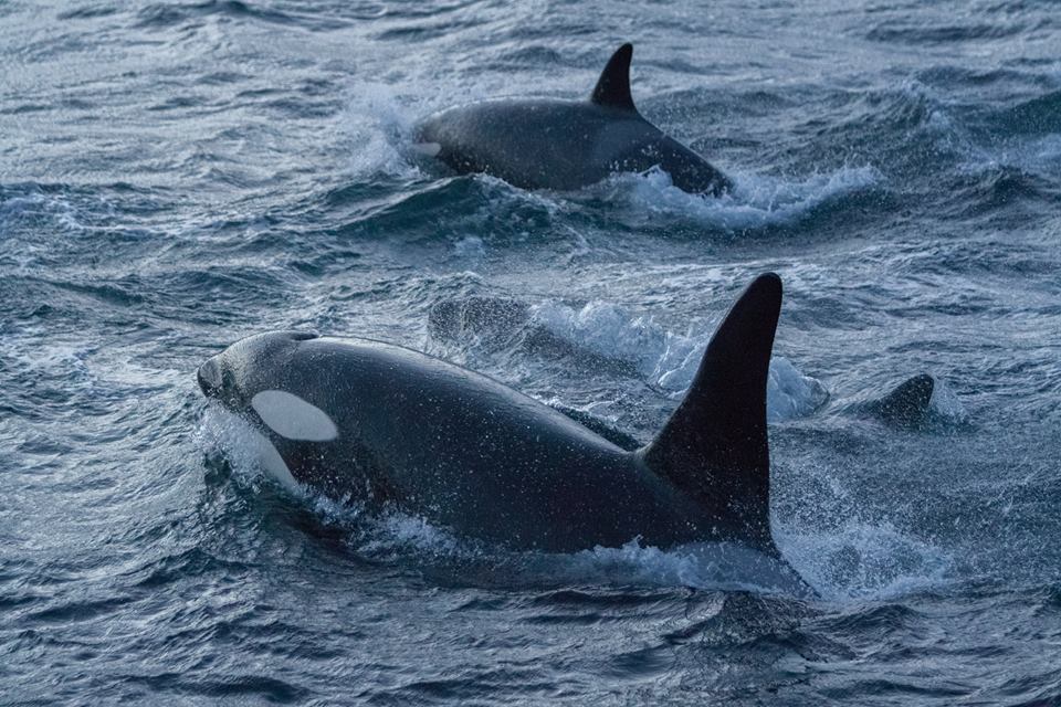 Orca's