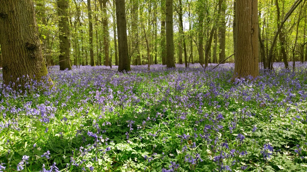 Bluebells