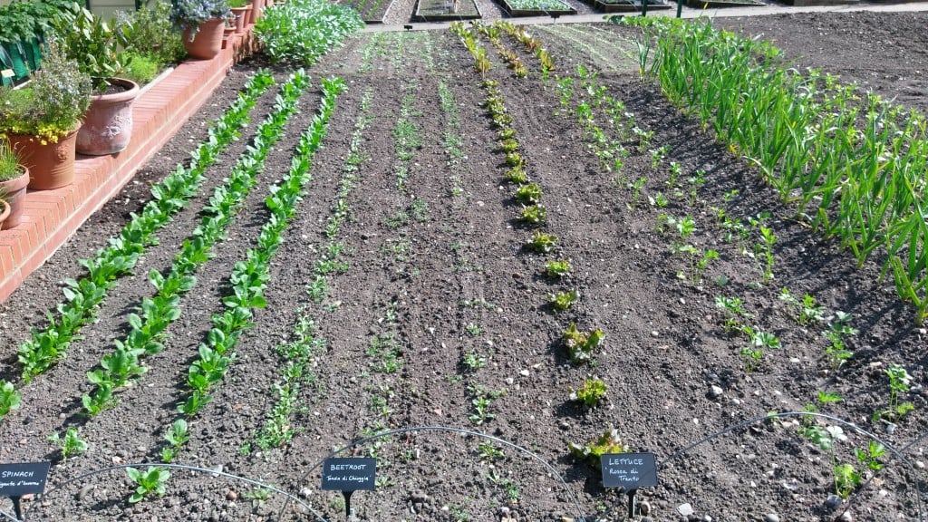 Model veg at Wisley. Some poor germination because of low temperatures.