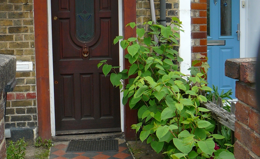 Japanese knotweed at front door