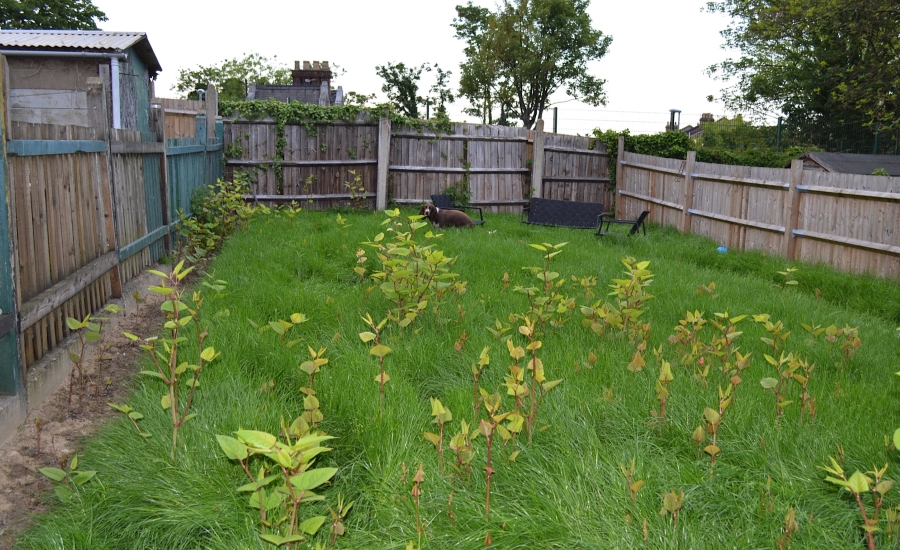 Japanese knotweed in lawn