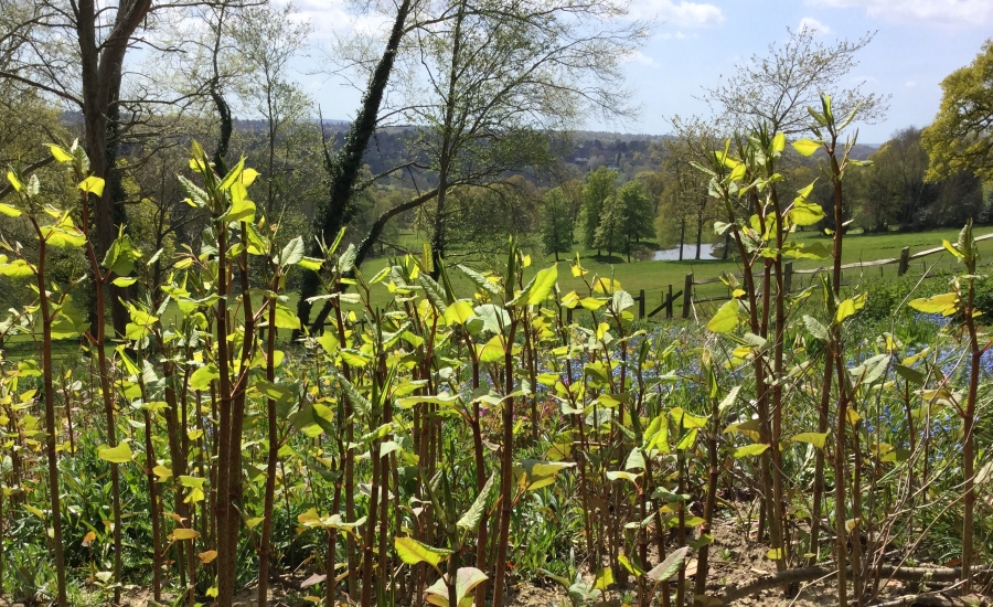  Japanese knotweed new shoots