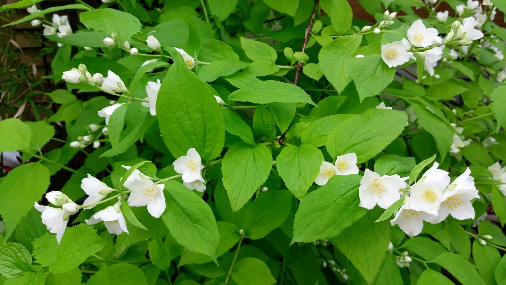 Philadelphus coronarius Aureus