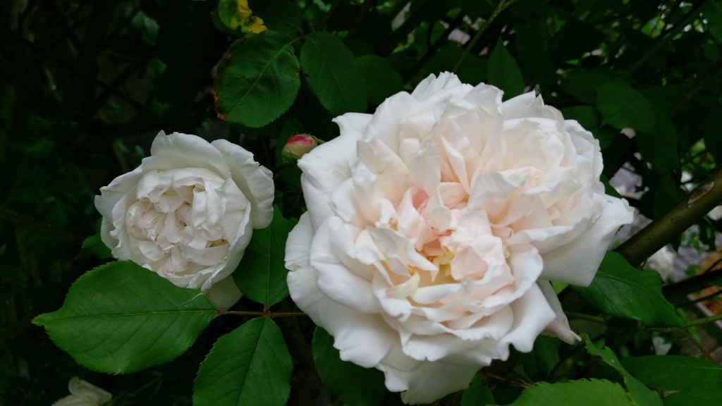 Climbing Rose Madame Alfred Carriere