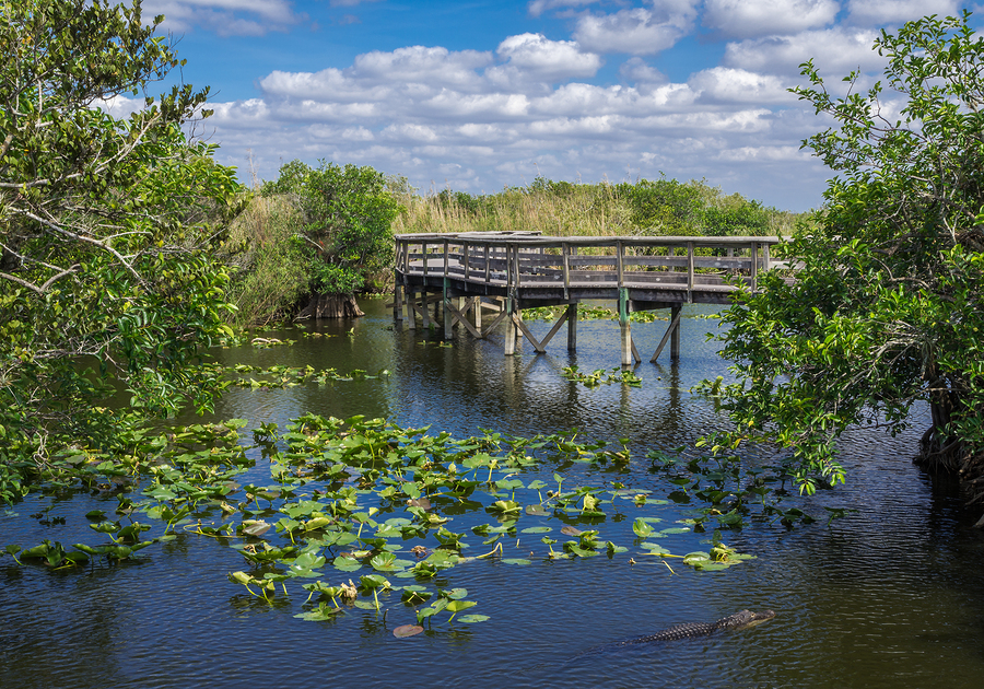 Florida Everglades Boardwalk
