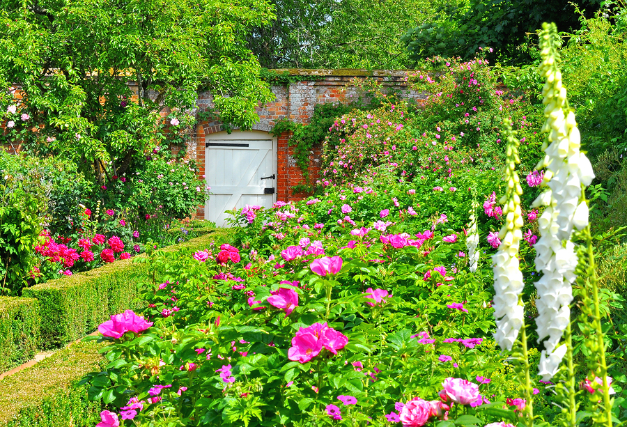 English walled garden full of old roses and foxgloves