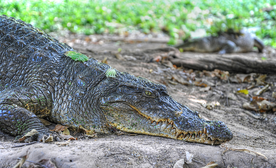 Croc at Kachikally Crocodile Pool