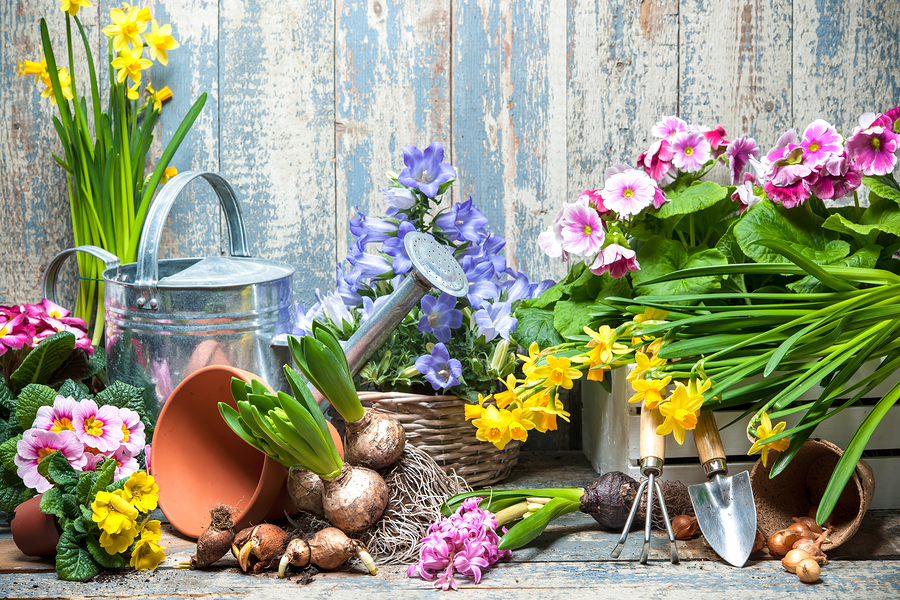 The benefits of gardening for the over 50s - Silversurfers