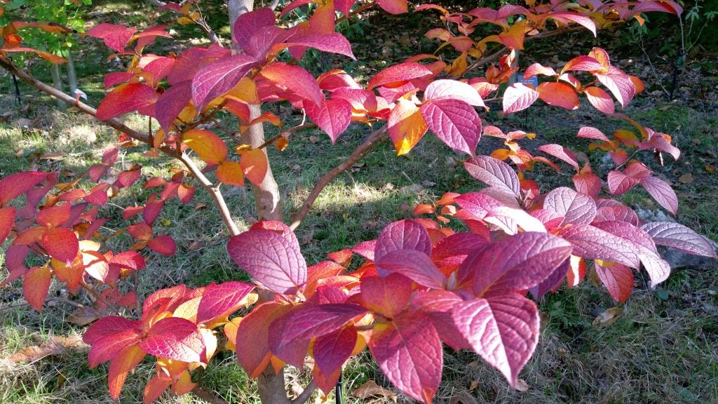 Autumn leaves of Stewartia rostrata